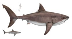 Megalodon-ikonica-250x136px