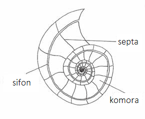 Amonit - struktura tela