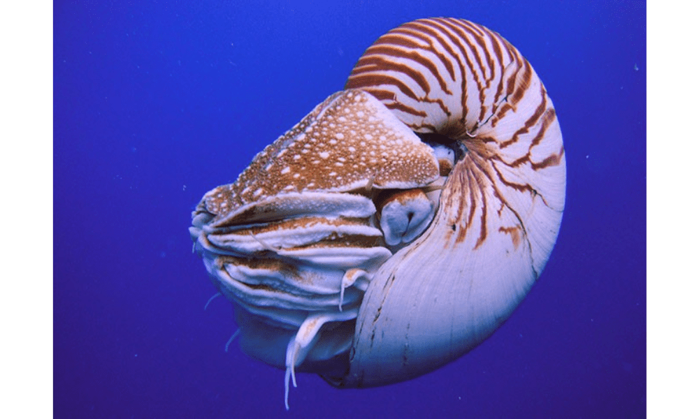 Nautilus