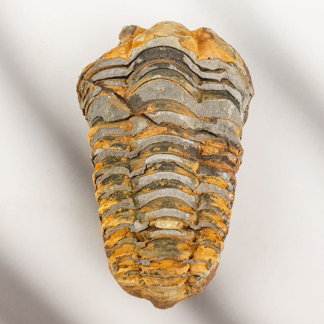 Trilobit Fosil L #10693 v13 (1)