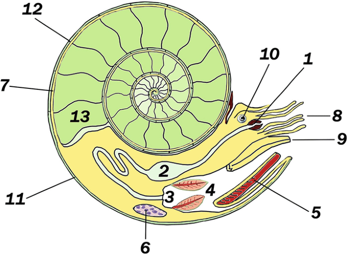 Unutrašnja anatomija amonita