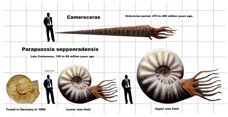 Velicine amonita