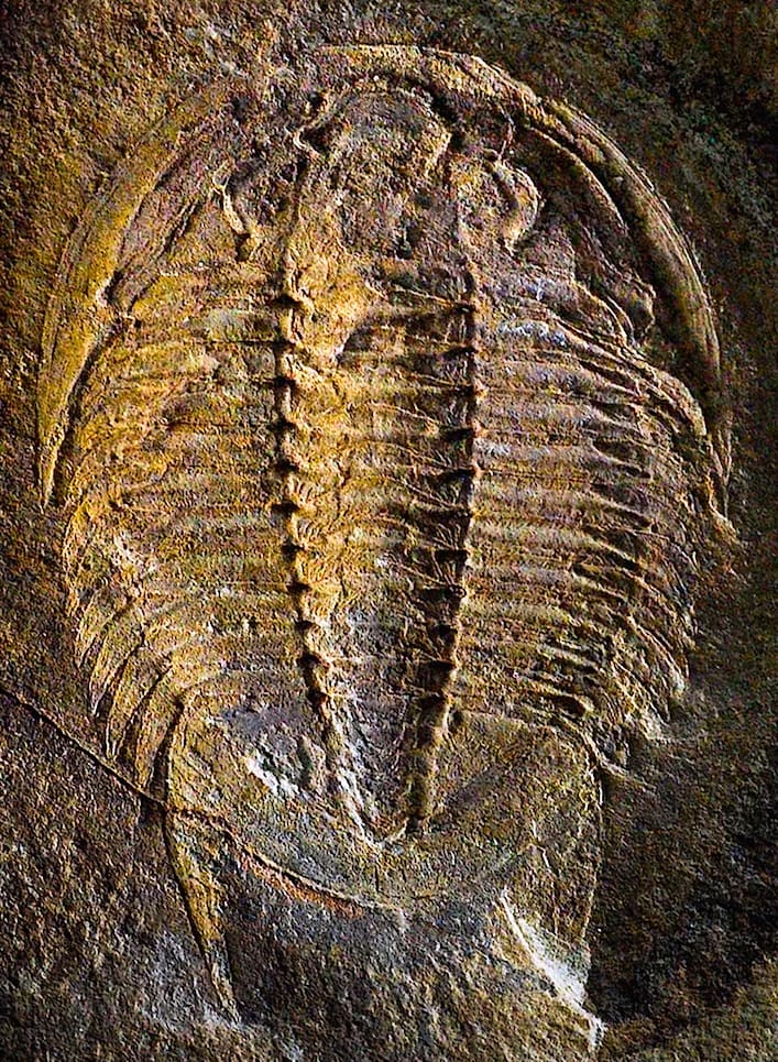 Trilobit