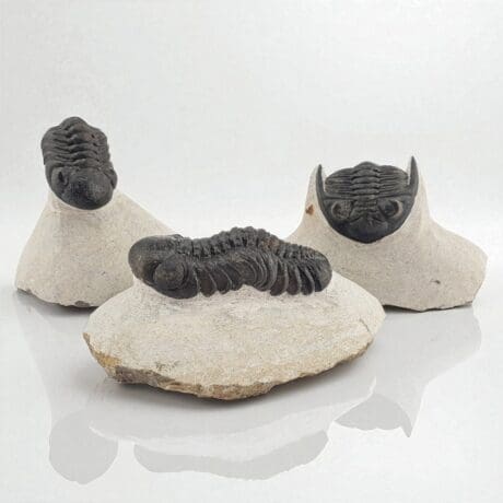 Trilobit Fosil M #11757F17