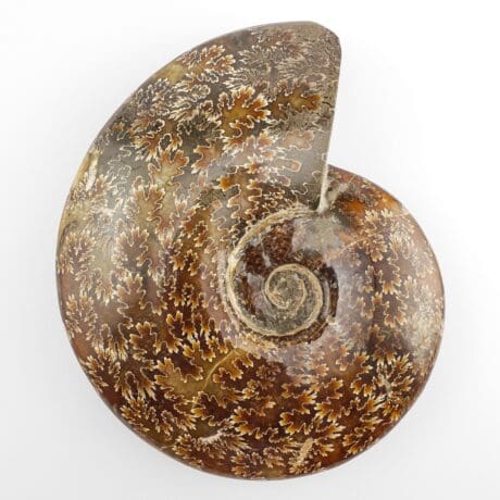 Amonit 2635g #11825P1