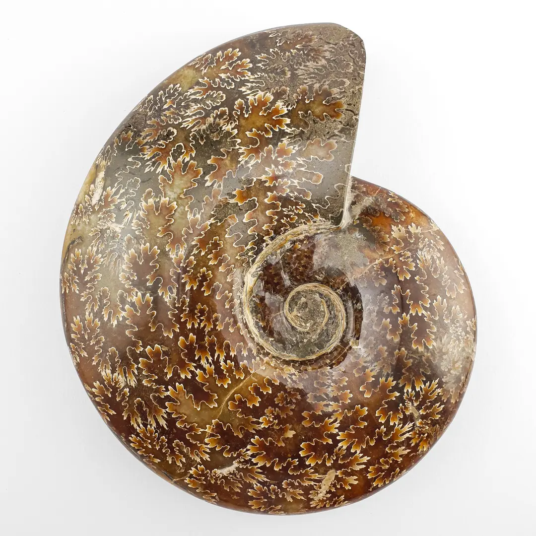 Amonit 2635g #11825P1