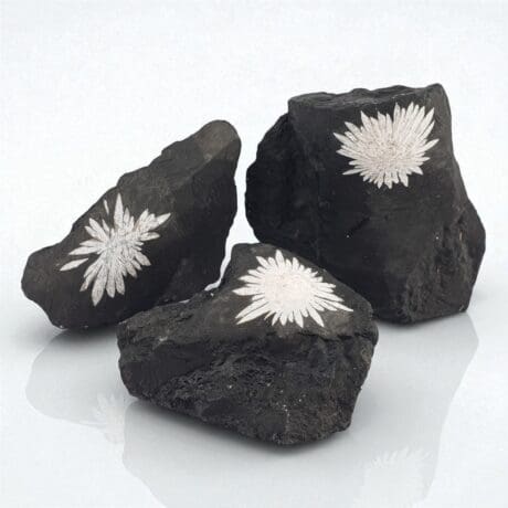 Chrysanthemum Fosil #11862F16