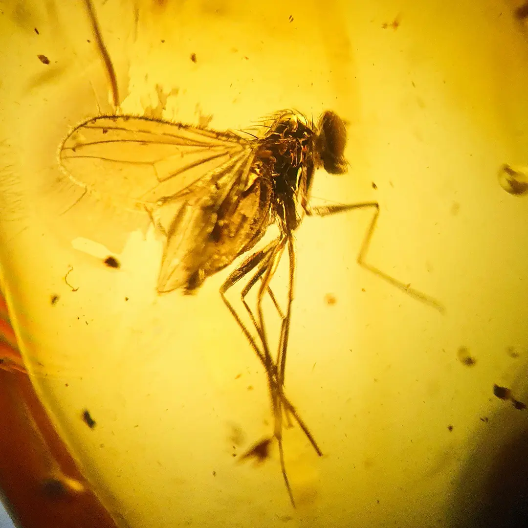 Ćilibar sa insektom u akrilnoj kutiji #11819B134-13 (2)