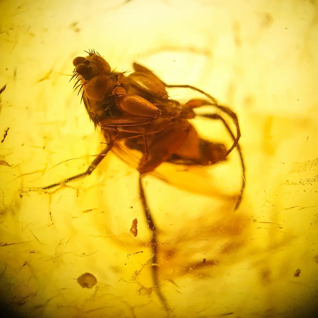 Ćilibar sa insektom u akrilnoj kutiji #11819B134-18 (2)