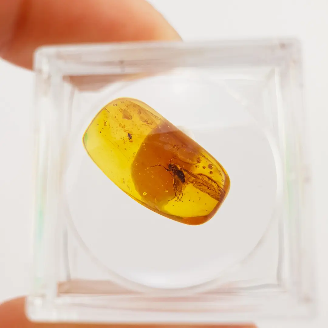Ćilibar sa insektom u akrilnoj kutiji #11819B134-20