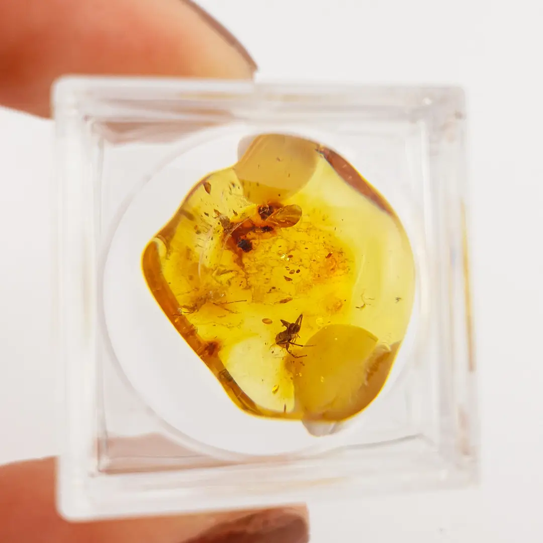 Ćilibar sa insektom u akrilnoj kutiji #11819B134-7
