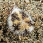 Maretia planulata (2022 Randal Spangler)