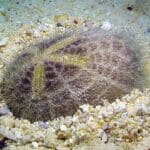 Metaila spatagus (In-depth Images Kwajalein)