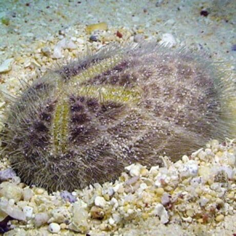 Metaila spatagus (In-depth Images Kwajalein)