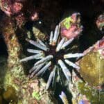 Phyllacanthus_imperialis_Maldives (Wikipedia)