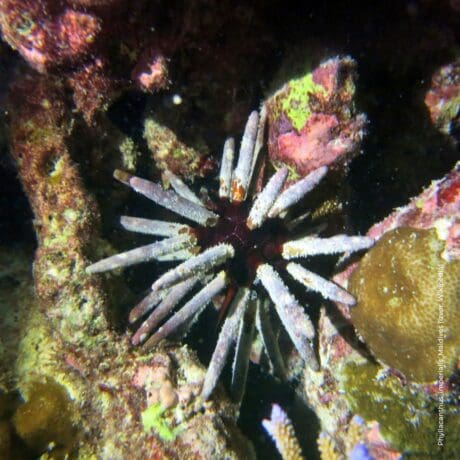 Phyllacanthus_imperialis_Maldives (Wikipedia)
