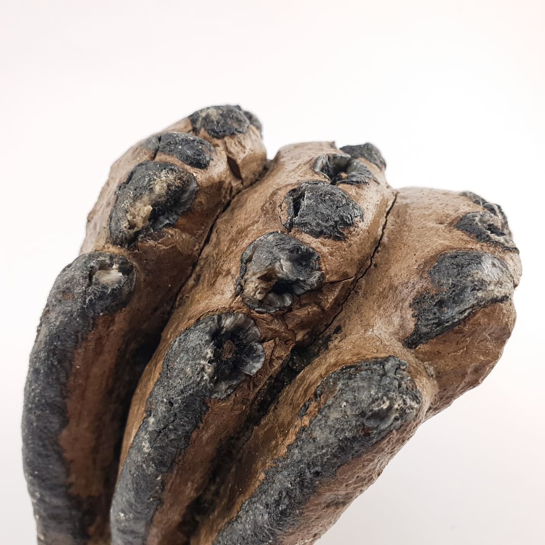 Mamut Kutnjak 1076 g #12450 (6)