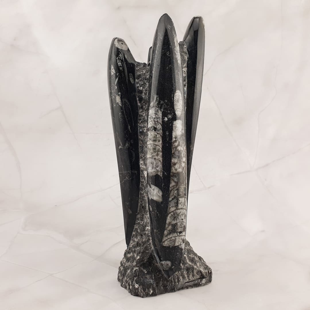 Orthoceras - Skulptura 1.4kg #12492P1
