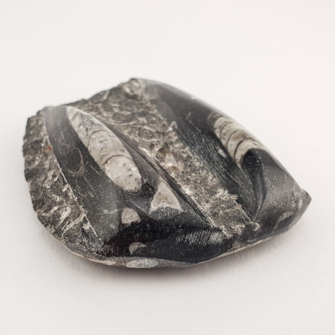 Orthoceras Ploča 189g #12624B256 (1)