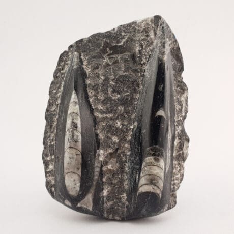 Orthoceras Ploča 189g #12624B256