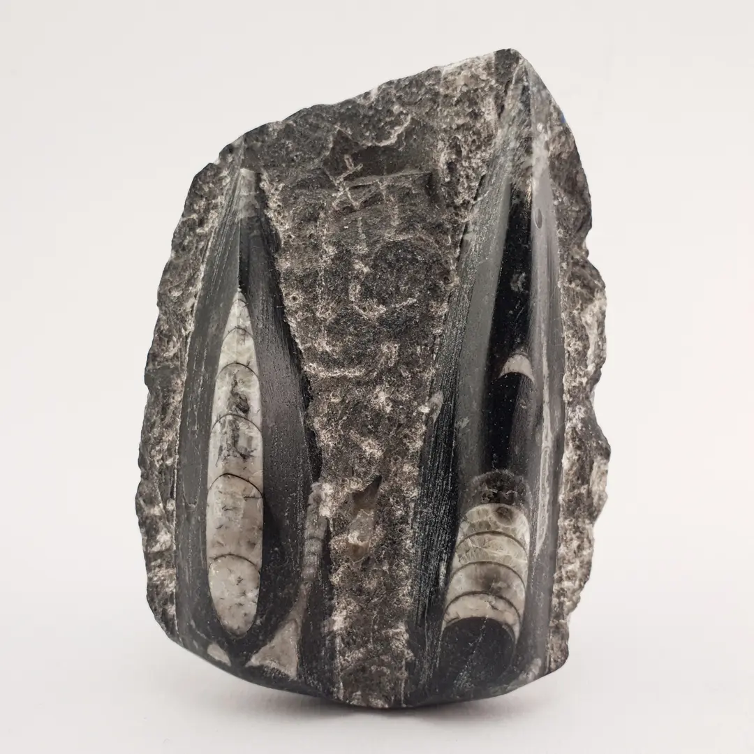 Orthoceras Ploča 189g #12624B256