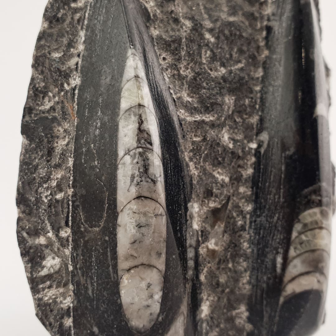 Orthoceras Ploča 189g #12624B256 (3)