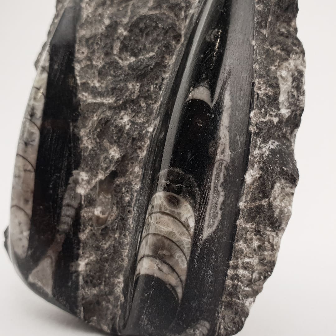 Orthoceras Ploča 189g #12624B256 (4)