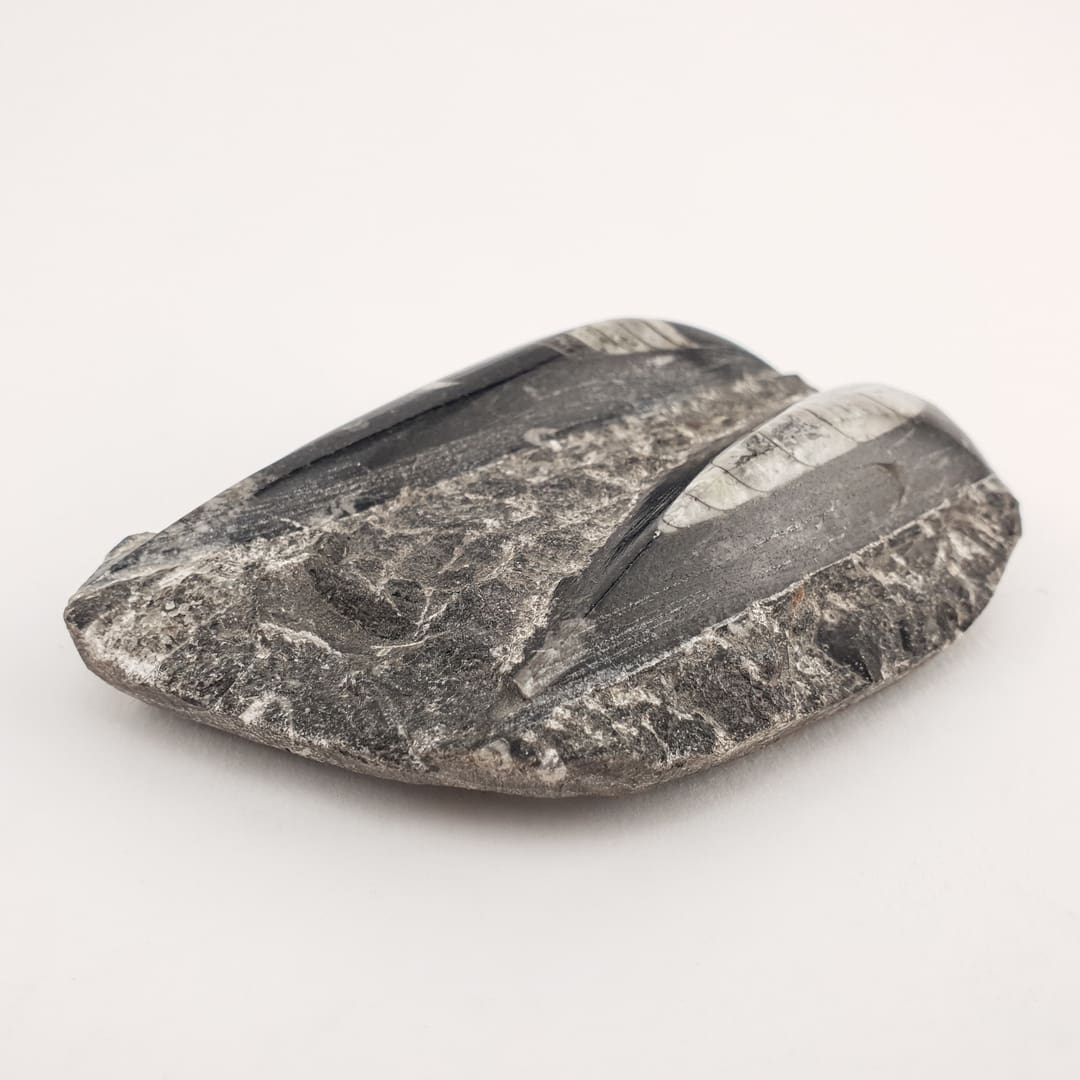 Orthoceras Ploča 189g #12624B256 (6)