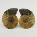 Amonit 144g #12349F15