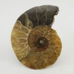 Amonit 144g #12349F15 (2)