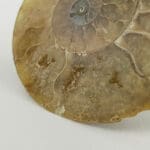 Amonit 144g #12349F15 (5)