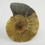 Amonit 144g #12349F15 (6)