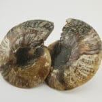 Amonit 144g #12349F15 (7)