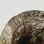 Amonit 144g #12349F15 (9)
